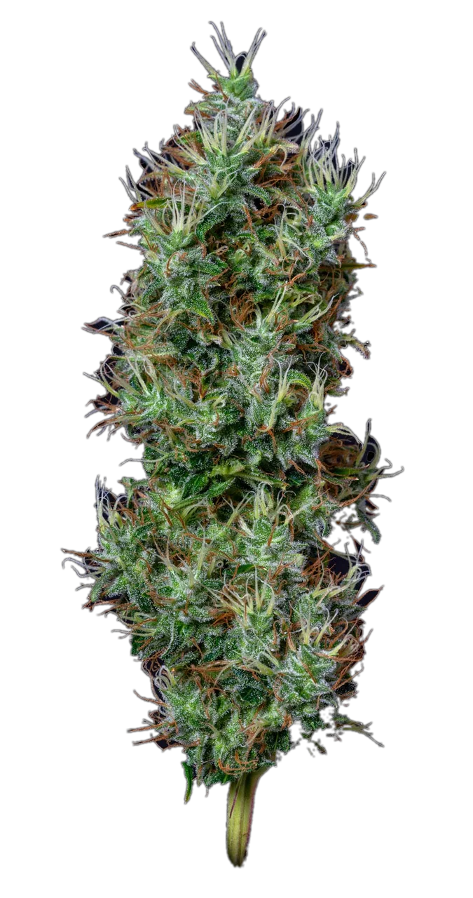 Afgooey — Hybrid