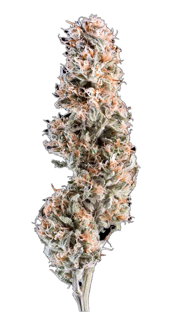 AK-47 — Hybrid