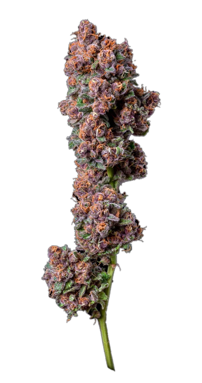Black Cherry Soda — Hybrid