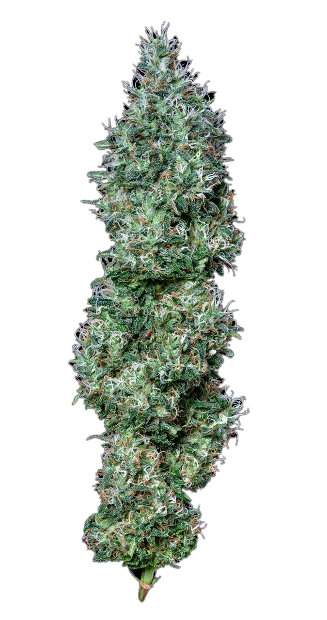 Black Russian — Hybrid