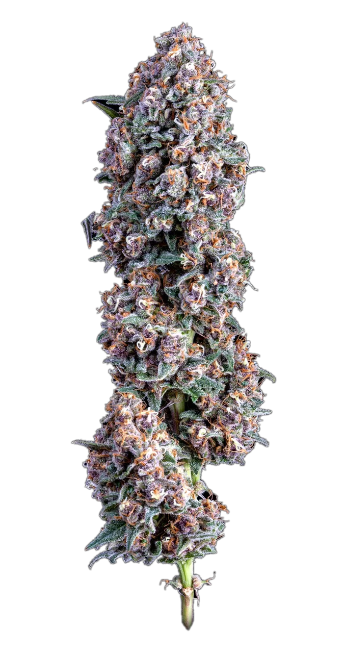 Blackberry Banana OG — Hybrid