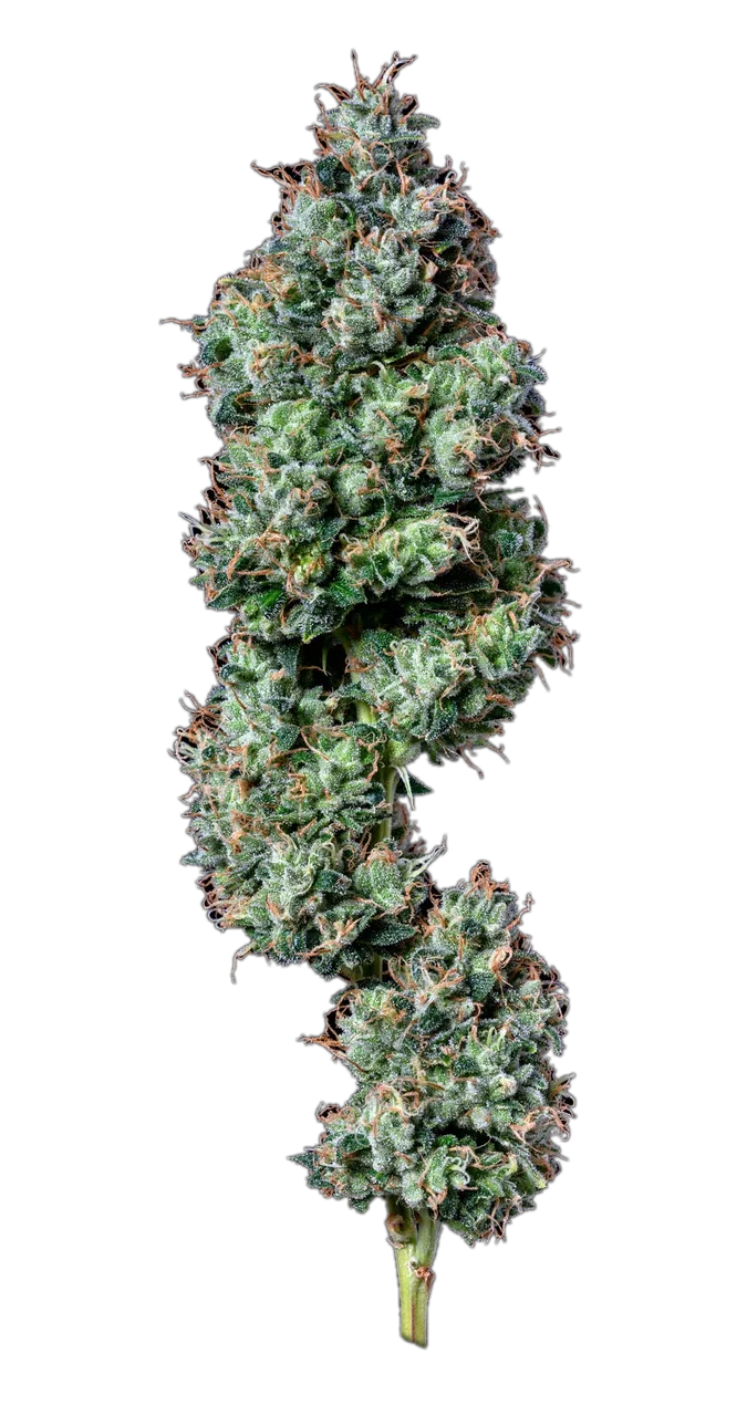Blackberry OG — Hybrid
