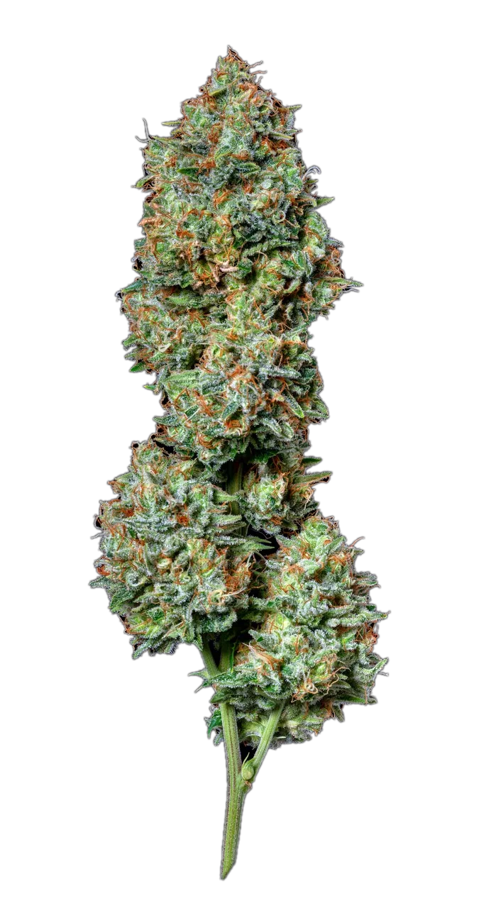 Blood Orange — Hybrid
