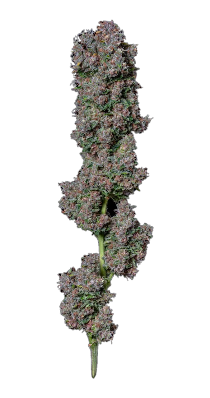 Blue Cheese — Hybrid