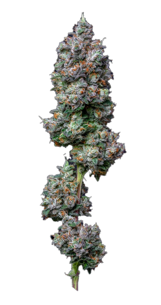 Deathstar — Indica