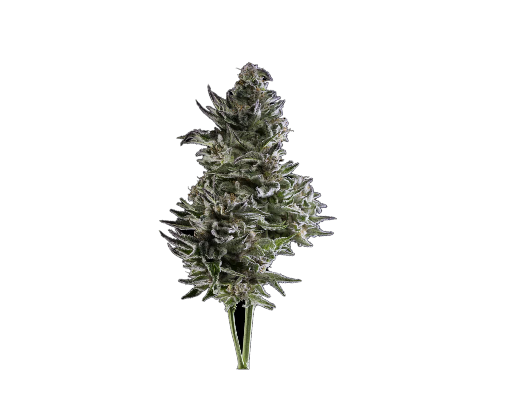 Durban Poison — Landrace