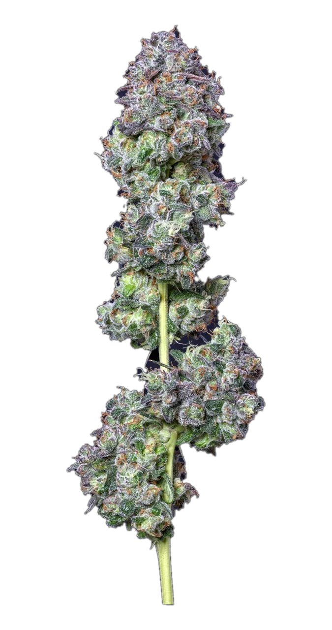 El Chivo — Hybrid