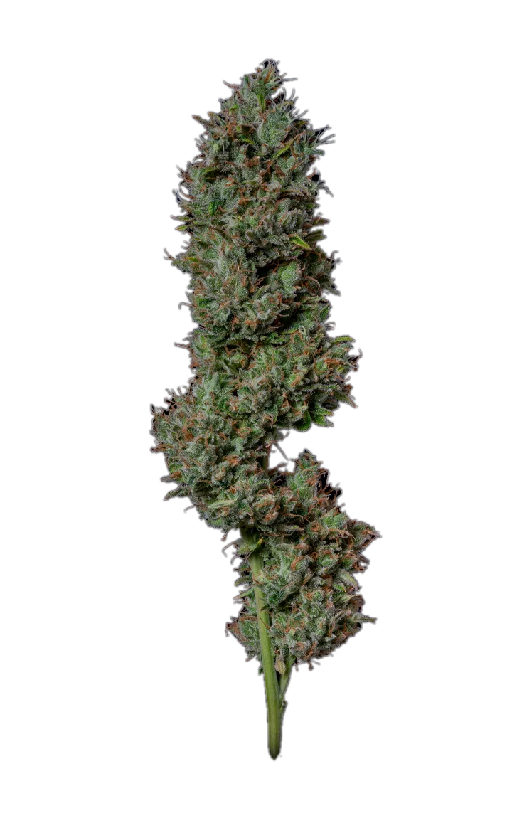 Green Love Potion — Hybrid