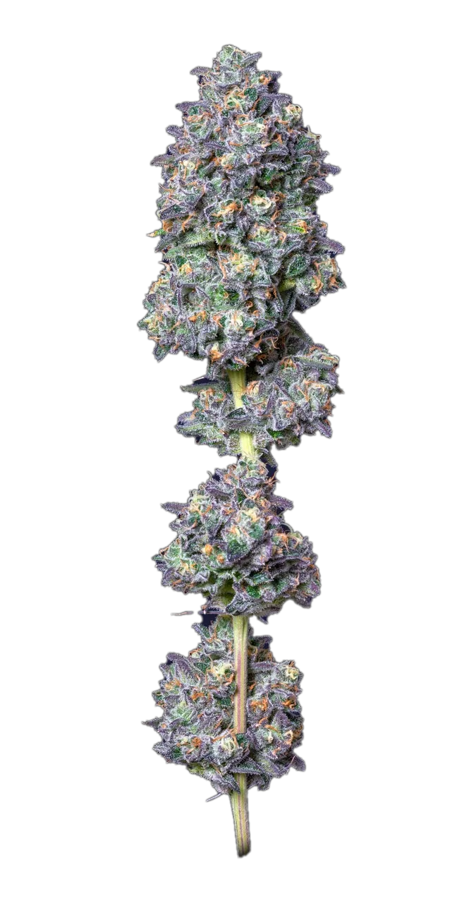 Gummiez 20 — Hybrid
