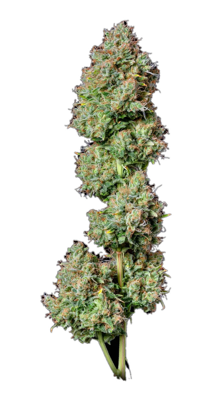 Hindu Kush — Landrace