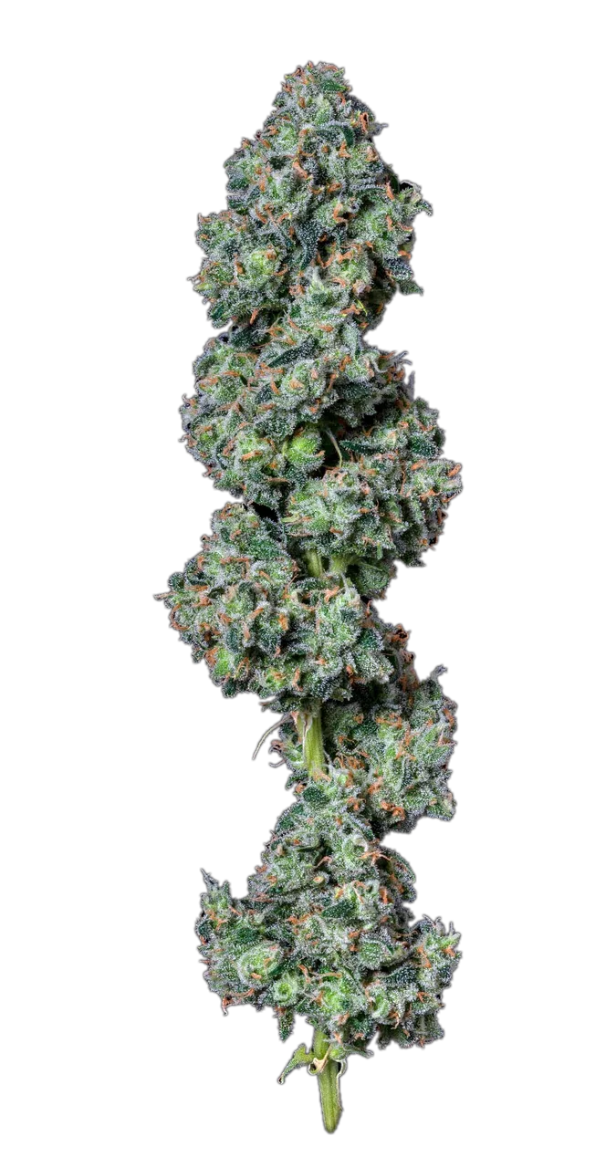 Jack Herer — Hybrid