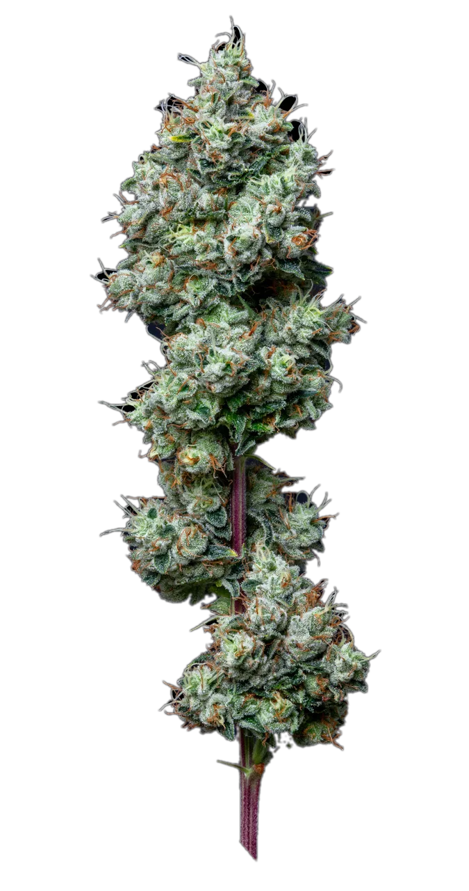 Motorbreath — Hybrid