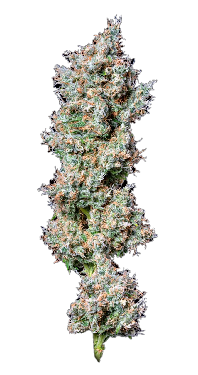 OG-18 — Hybrid