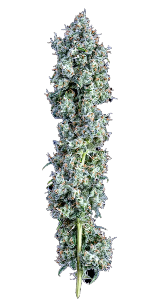 Romulan — Hybrid