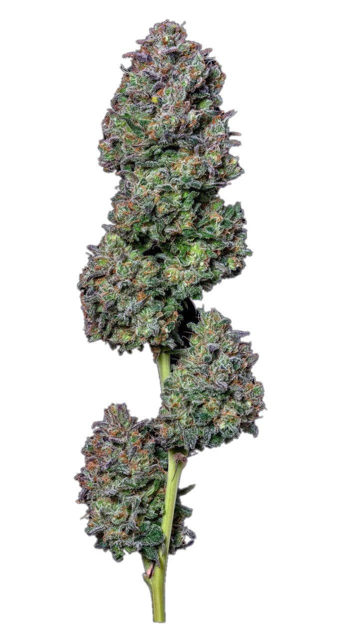 Royal Medic — Hybrid