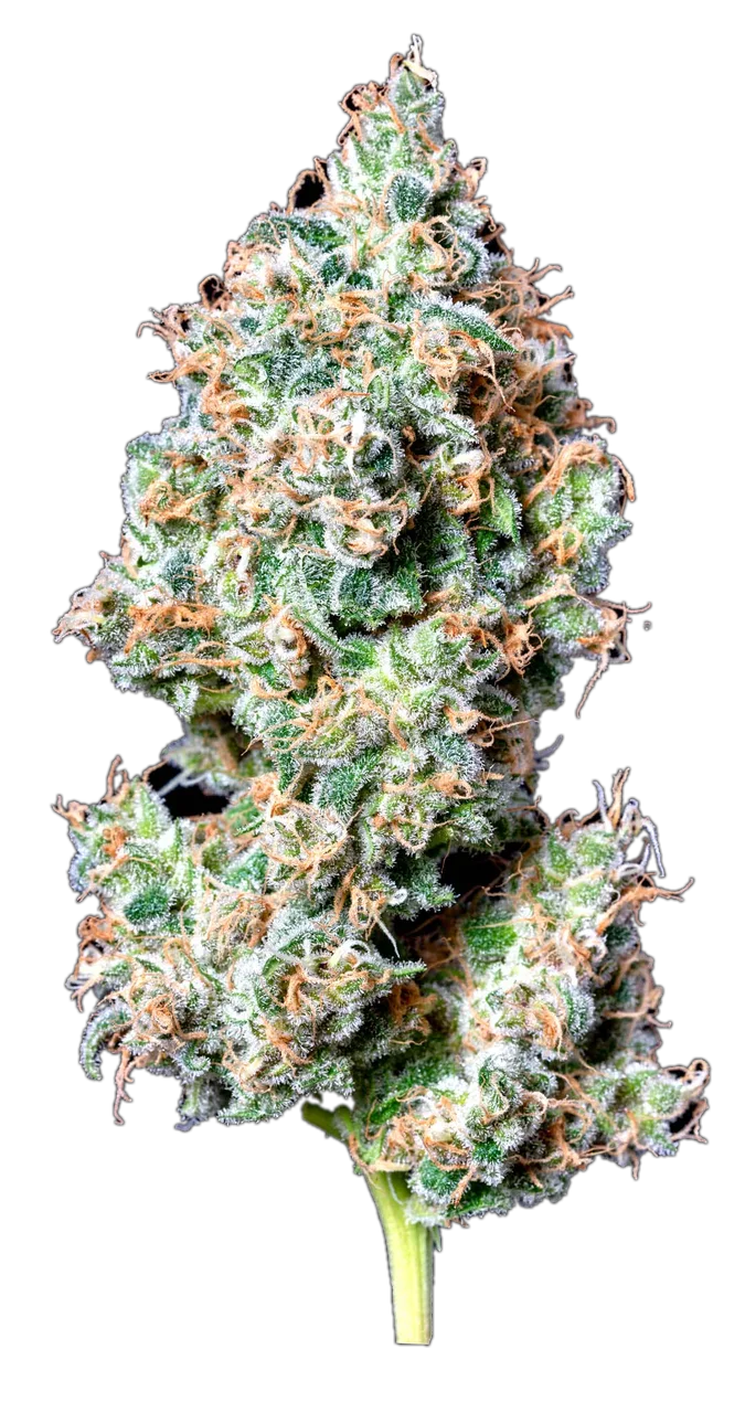 Sour Jack — Hybrid