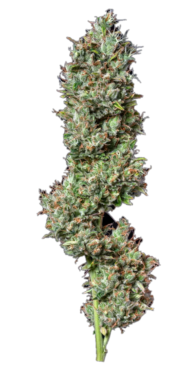 Sour LSD — Hybrid