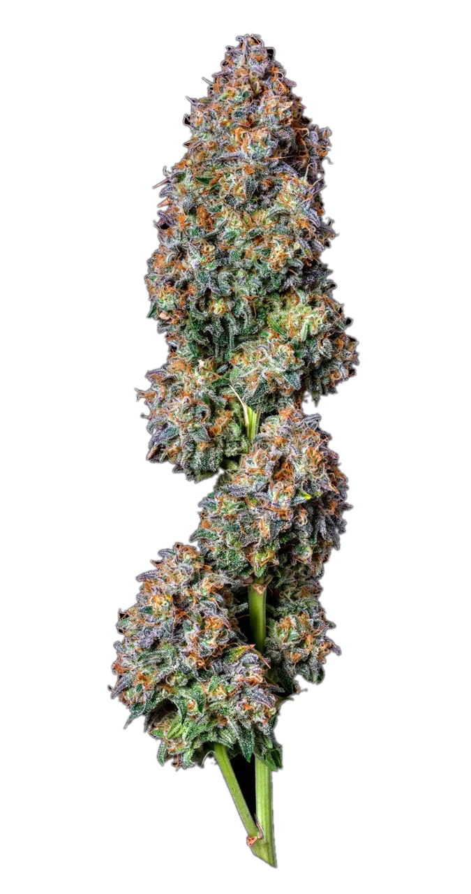 Tiger Rose — Hybrid