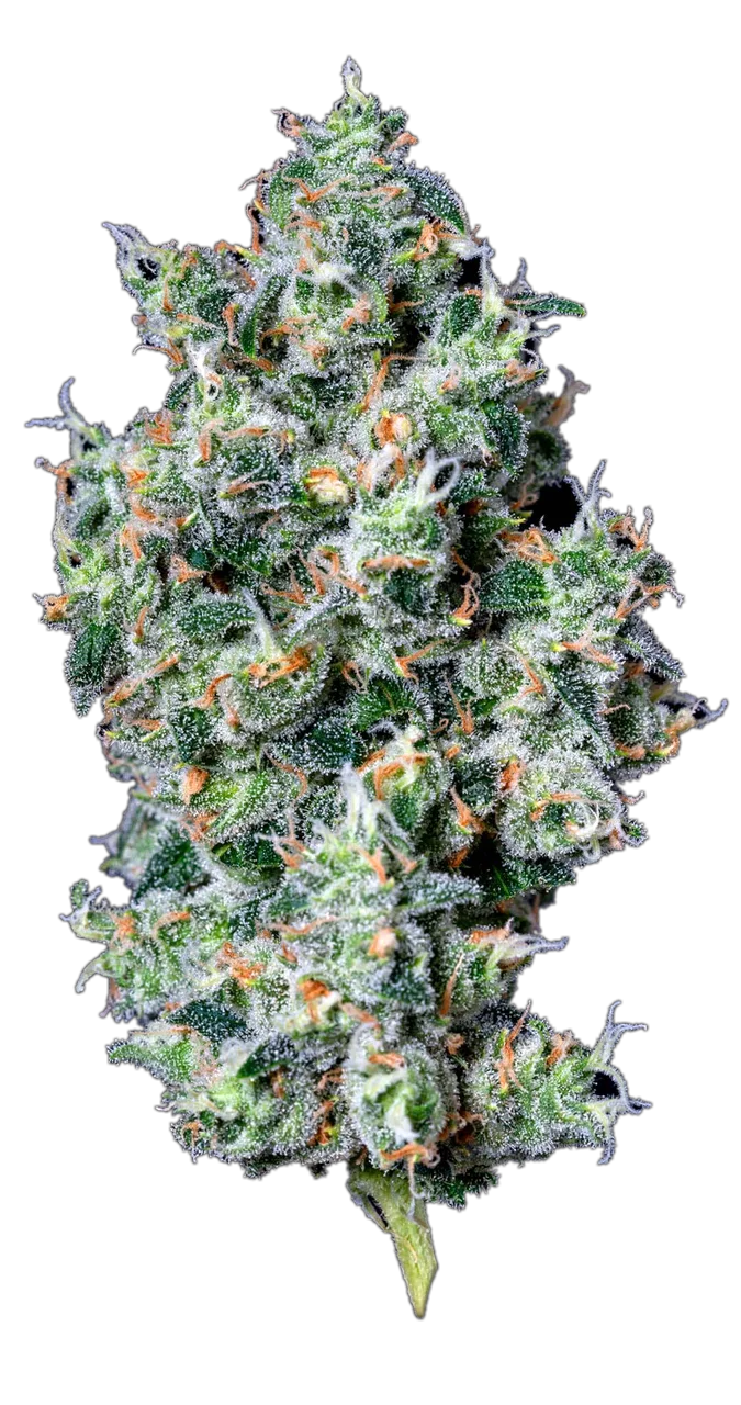 Triangle Kush — Hybrid