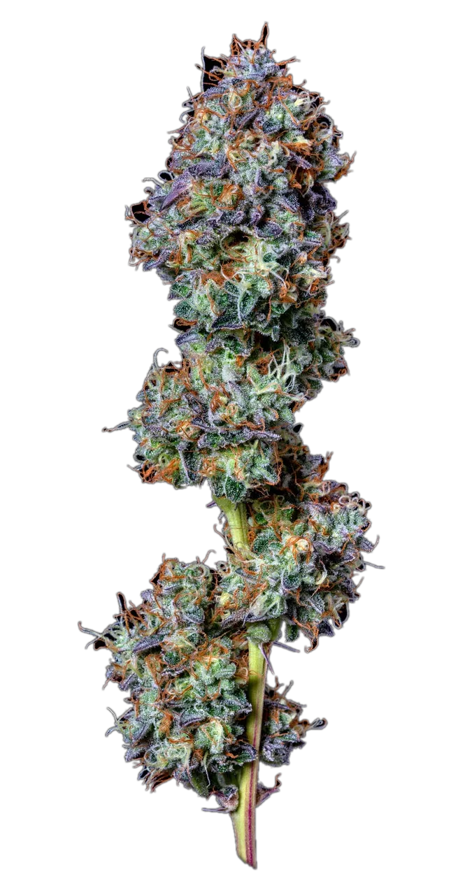 Viper Cookies — Hybrid