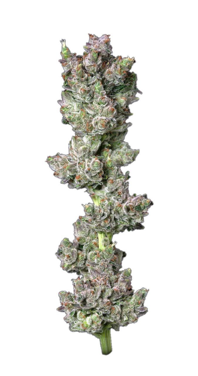 Zip-It flower